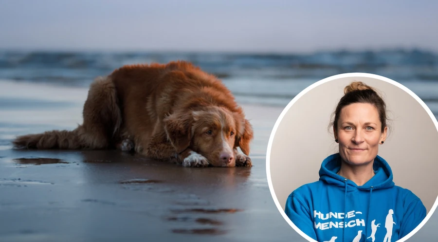 Lektion Hundehaltung & Gesundheit Preview