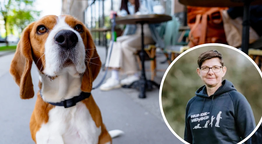 Lektion Hund in der Öffentlichkeit Preview