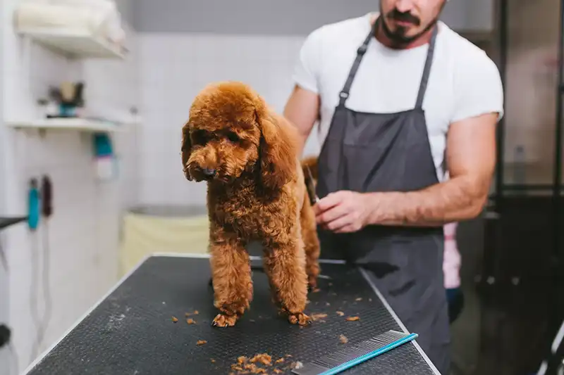 dog groomer-Hearts & Hounds-Image