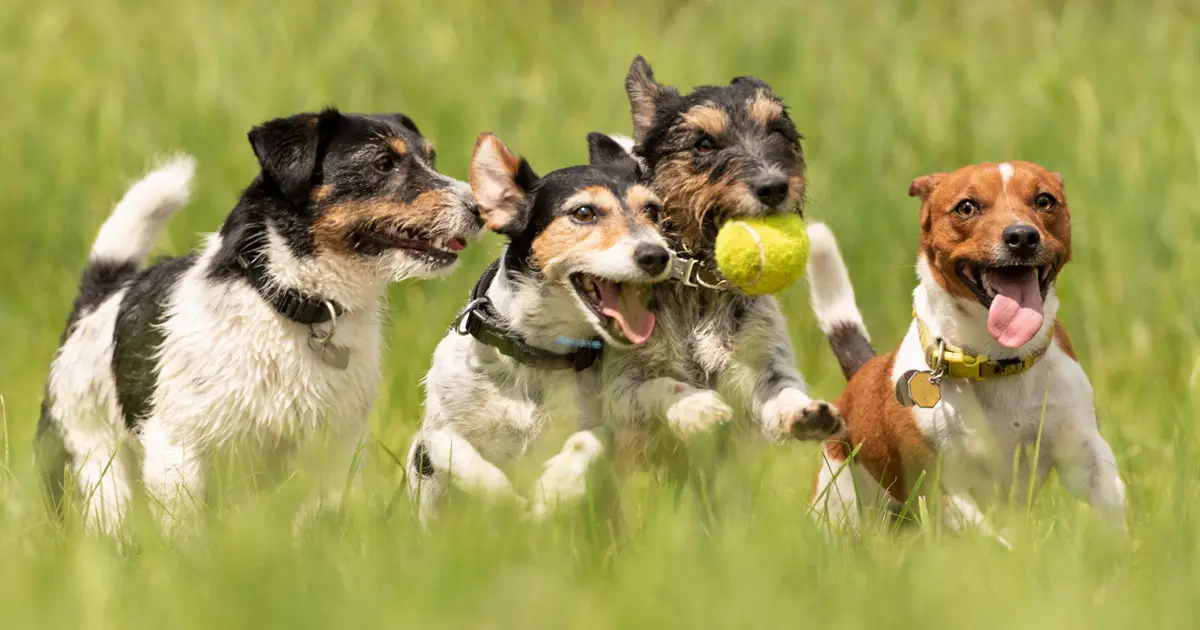 Hundepension AEHRENHUND in Magdeburg Industriehafen – Dogorama