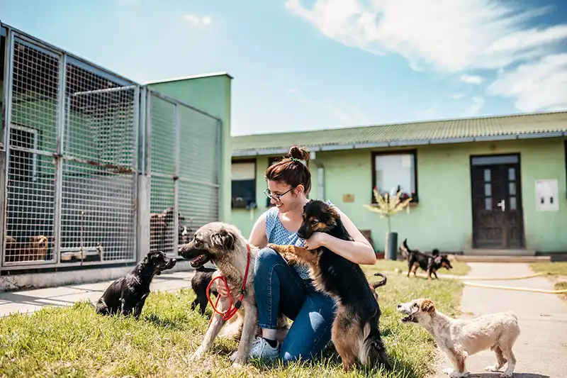 Tierheim Begegnungsstätte Mensch-Hund e.V. in Karlsruhe Knielingen – Dogorama