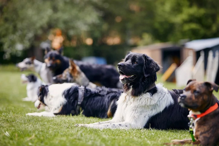 Hundeschule Alp-traumhund in Essen Fischlaken – Dogorama
