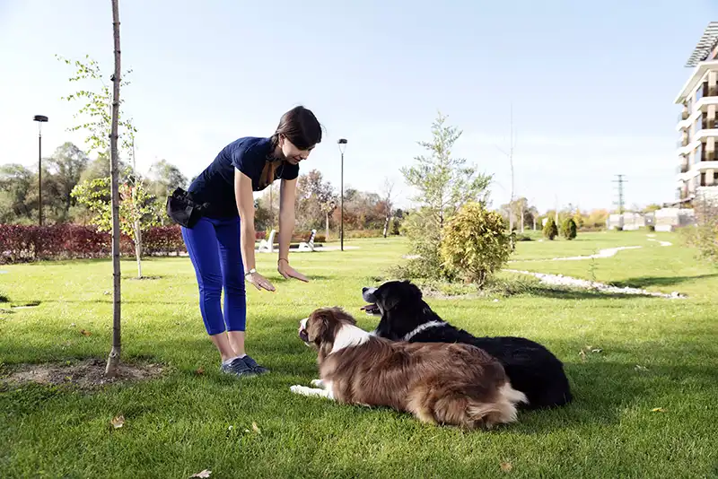 Hundeschule Rund um hund in Essen Heisingen – Dogorama