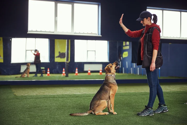 Hundeschule Mobile Hundeschule Essen in Essen Bochold – Dogorama