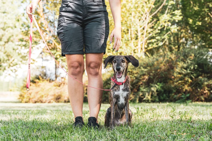 Hundeschule Eva Schulte in Essen Byfang – Dogorama