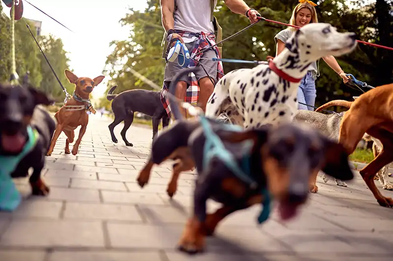 dog walking service-Dibley’s Dogs-Image