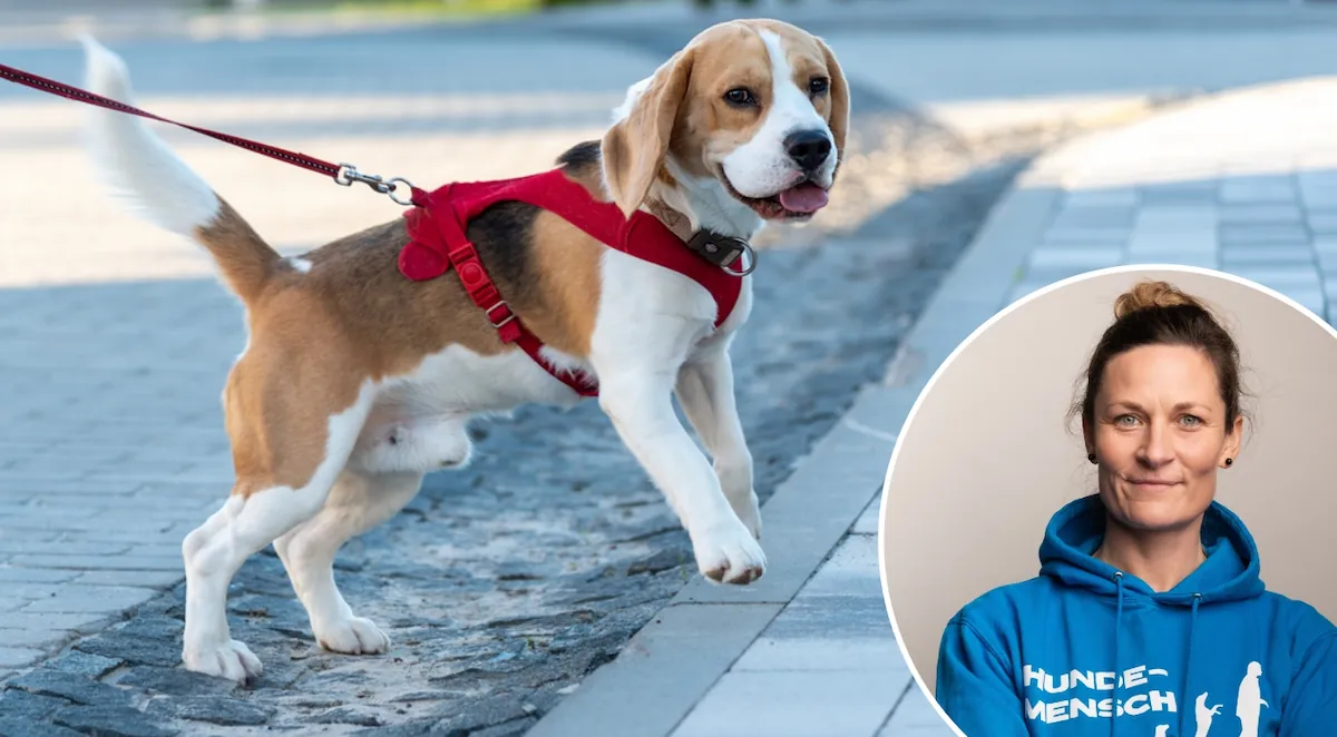 Wissenswoche – Leinenführigkeit