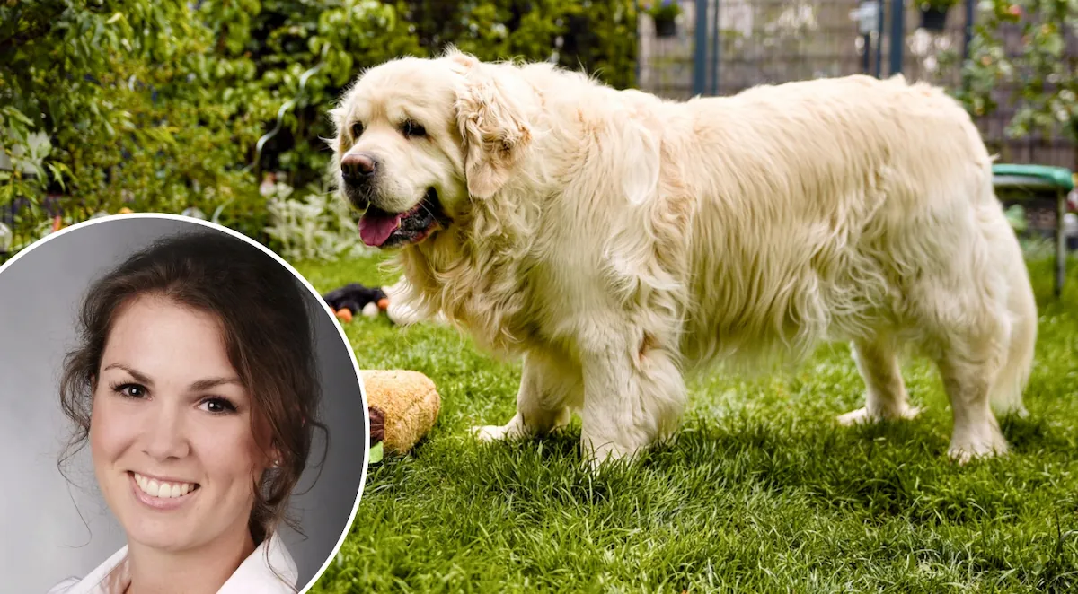 Wissenswoche – Übergewicht