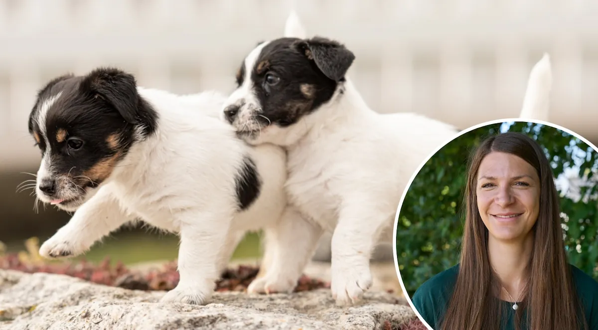 Wissenswoche – Welpen-Erziehung